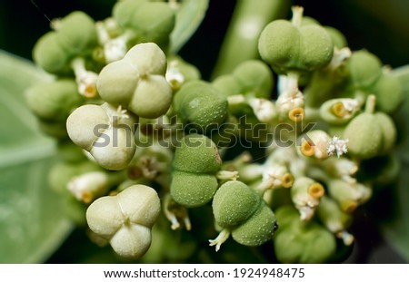 Green Flower macro background stock photo