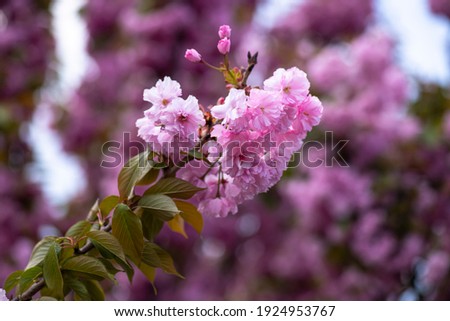 Beautiful spring sakura branches with flowers on a cloudy day macro photography