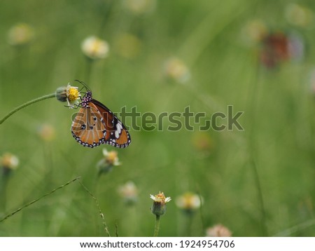 Butterfly picture with flower on green background.