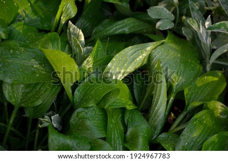 Dark bush leaves with raindrops abstract image for background. tidal green. Place for text. Copy space