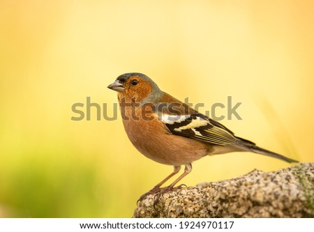 chaffinch perched on a branch with the background out of focus Royalty-Free Stock Photo #1924970117