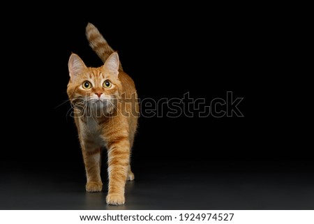 Crouching ginger cat looking up on isolated black background, front view