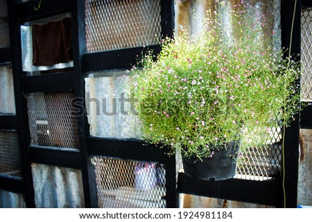 hanging decoration plant in flower pot home interior 