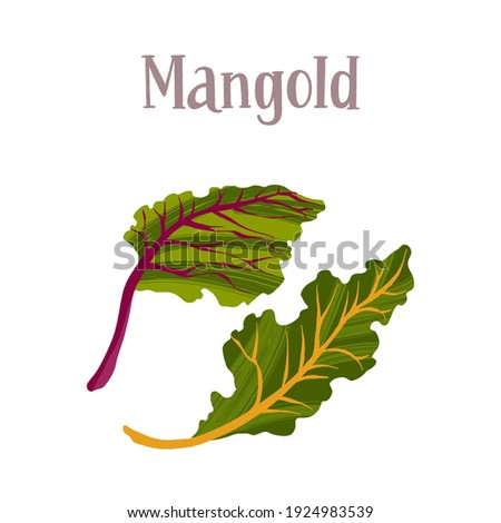Healthy nutrition product. Fresh tasty mangold salad. Vector hand drawn flat isolated illustration with lettering for your design on white background.