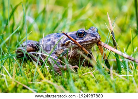 A common frog, Rana temporaria, hiding between the green gras and moss in Ireland.