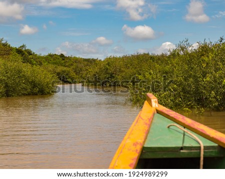 View from the wooden boat on the wall of green tropical forest in the Amazon jungle, green hell of the Amazon. Selva on the border of Brazil and Peru. Amazonia. South America.