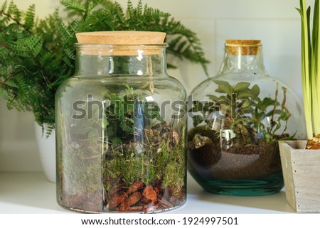 jars with plants. Small plants in a glass bottle. Terrarium jar with plants. self ecosystem. Terrarium Miniature Bot. terrarium bottle. ecological system.  gardening. house plants  Royalty-Free Stock Photo #1924997501