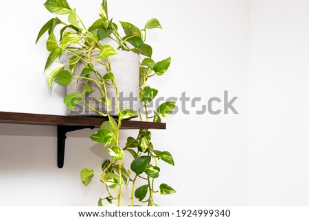 Beautiful devil's vine or devil's ivy plant in a flowerpot on the wooden shelf
