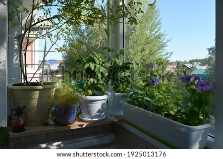 Garden on the balcony in summer. Petunia flowers grow in container and tomato plants - in pots.