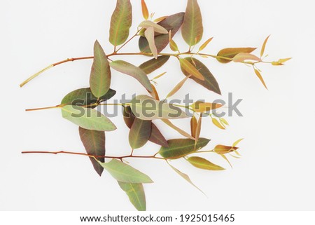 A  eucalyptus leaves and branches