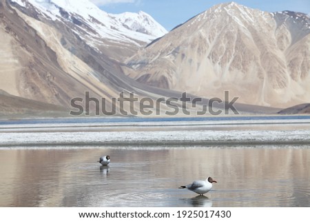 Landscape picture on the ducks at Pangong Tso Lake, Ladakh, India.