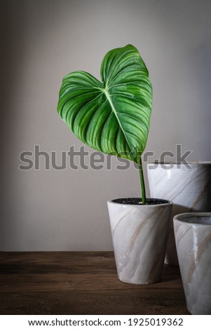 Philodendron Pastazanum in Still Life Photography