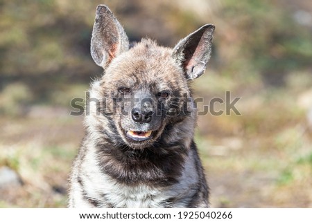 Close-up portrait of the striped hyena. Smiling furry arabian hyena (Hyaena hyaena) with large ears and open mouth.