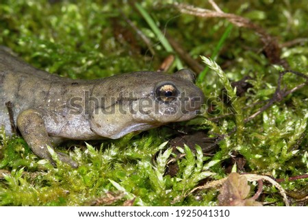 Closeup of the critically endangered Semirechensk salamander, Ranodon sibericus , endemic to Russia