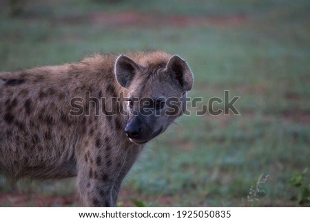 Single spotted hyena looking back in the early morning light