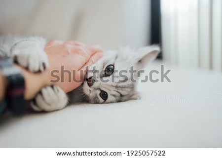 Stunning Purebred Persian Chinchilla Silver baby cat bites me