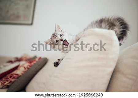 Stunning Purebred Persian Chinchilla Silver baby cat playing