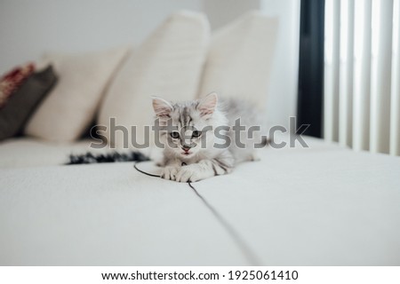 Persian chinchilla silver baby cat playing with a toy