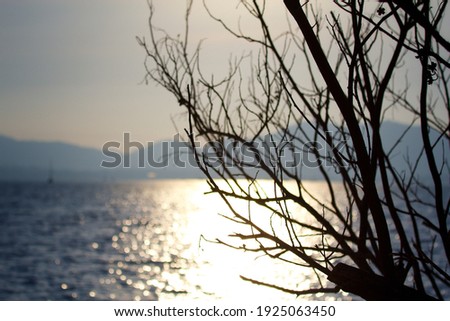 The seaview with tree branches and ocean background at the evening