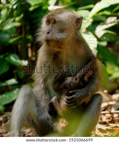 A female Macaque  nursing its baby behind some bushes.                                  
