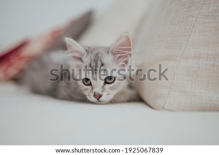 Persian chinchilla silver baby cat lying on the bed