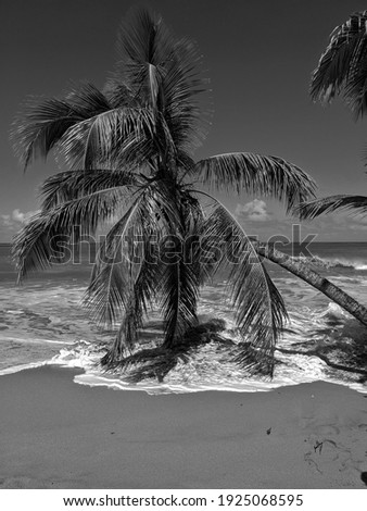 A palm tree on a beach in Guadeloupe