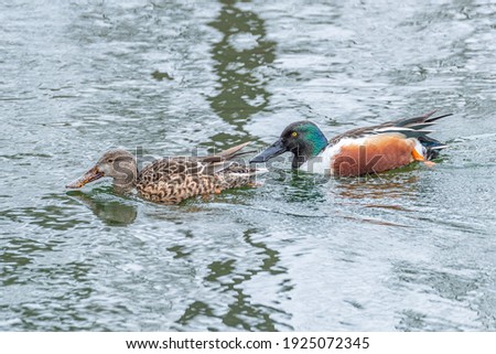 Pair of Northern Shoveler ducks swimming in calm lake Royalty-Free Stock Photo #1925072345