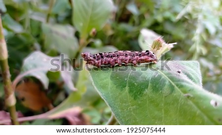Colorful caterpillar of six-spot burnet (Zygaena filipendulae) eating from poisonous host plant common ragwort (Jacobaea vulgaris)