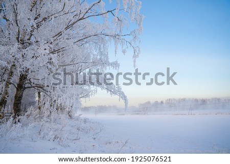 winter view, fog in the distance, trees in the snow, heavy frost