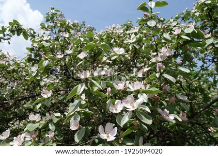 Plenty of pinkish white flowers in the leafage of quince tree against blue sky in May