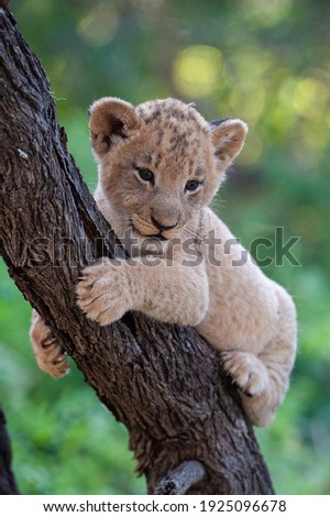 A tiny Lion cub seen in a tree on a safari in South Africa Royalty-Free Stock Photo #1925096678