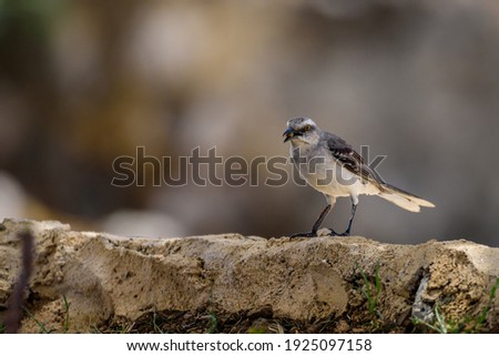 A tropical mockingbird (Mimus gilvus) eats a nut sitting on top of a wall