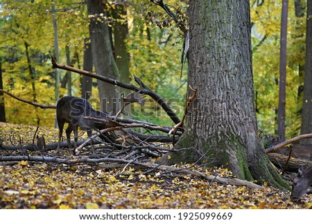 fallow deer, Dama dama, is a species of ruminant mammal 