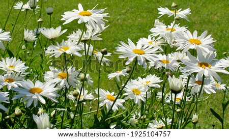 Group of large white Daisies against green grass, closeup, nature background.