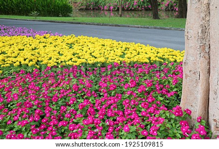 Field of Vibrant Color Cape Periwinkle and Marigold in the Park