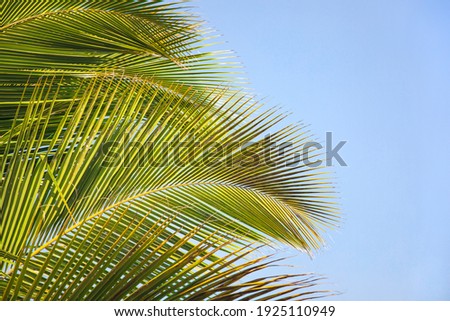 
Tropical background with exotic palm leaves. Tropical  leaves with sunshine on blue sky background, copy space. Summer holidays.