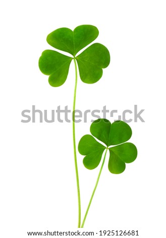 green clover symbol of a St Patrick day isolated on white background
