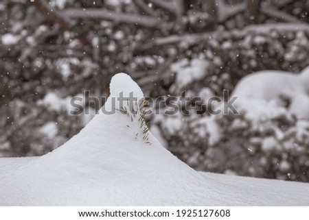 Close up view of a small pine tree entirely covered with a cap of snow. Blurred pine forest in the background. Snowflakes in the air. No people