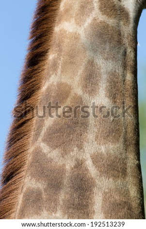 the giraffe's neck