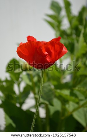 Beautiful bright red coloured garden poppy flower with stem on a plant in a house garden. 
