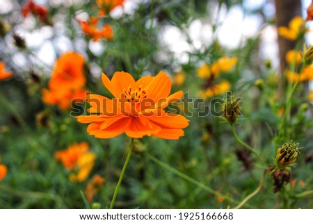 Cosmos sulphureus (kenikir sulfur), bright orange flowers, ornamental plants in the home page. Kenikir sulfur is a flowering plant that comes from Mexico and belongs to the Kenikir-Kenikir family. 