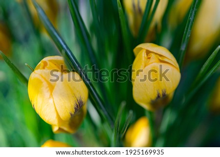 A close-up of a group of yellow crocuses.