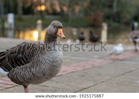 Closeup of beautiful greylag goose walking in the park with other geese behind. Brown patterned big bird looking for food, the largest and bulkiest of the wild geese native to the UK and Europe