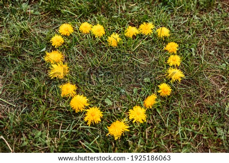 Heart made of dandelion flowers. The flowers are laid out in the shape of a heart. Yellow flowers on a background of grass