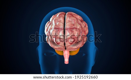 3d render of human body brain anatomy system