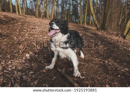 Border Collie playing in the woods