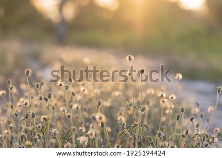 The dry flowers and light.