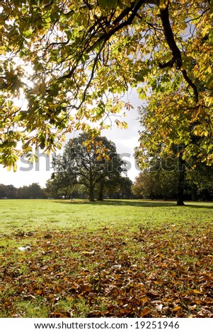 fallen dead leaves under trees with autumn colours