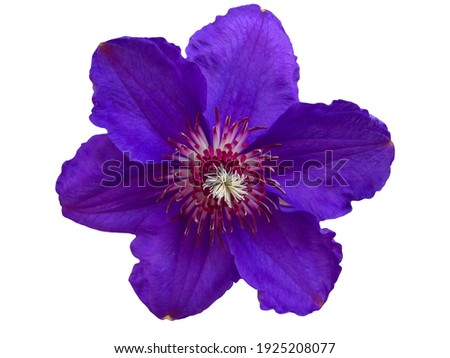 One beautiful bright purple flower clematis isolated on white background. Close-up. Selective focus. Royalty-Free Stock Photo #1925208077