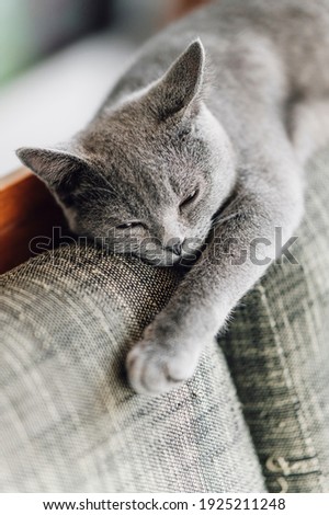 The curious Scottish fold cat ; The grey lovely and sleepy cat lay on the top of the sofa